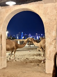 Nighttime photo of camels standing under an arched entrance, with the modern skyline of Doha, Qatar, illuminated in the background, blending traditional and contemporary elements in the scene.